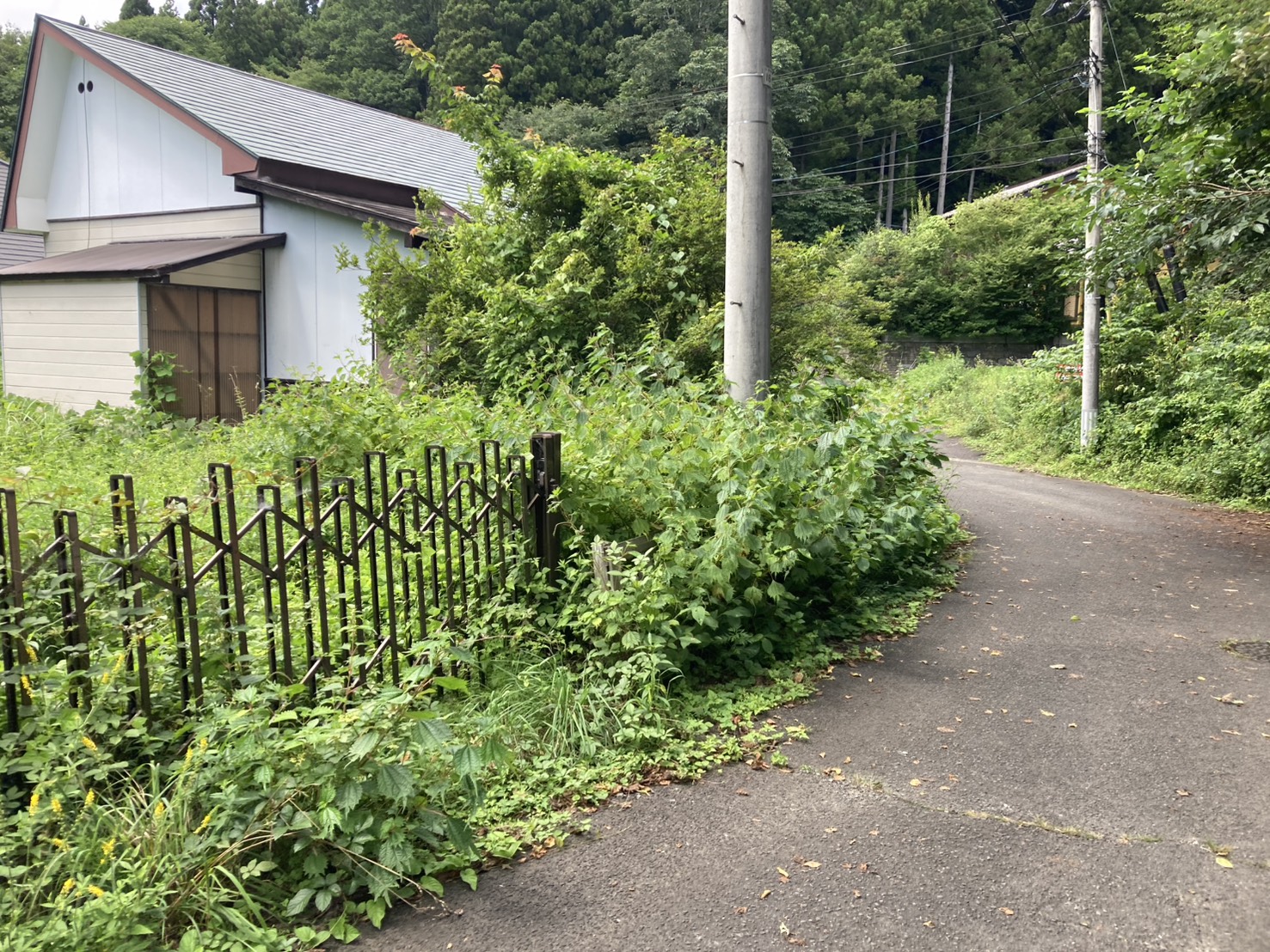 施工前：雑草が生い茂った土地